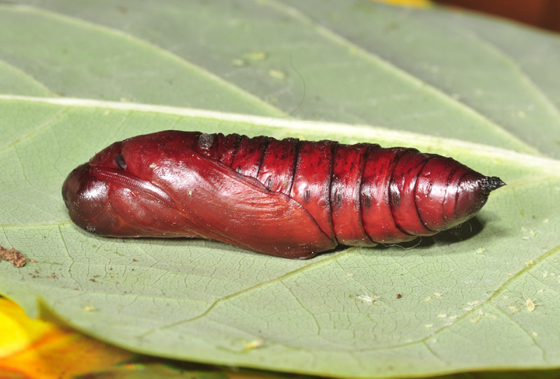 Acherontia atropos a buon fine